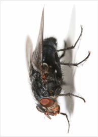 fly on wall