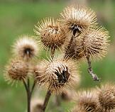 burdock seed